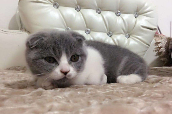 折耳蓝猫为什么不能养