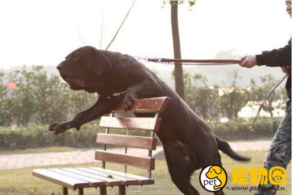 世界十大恶犬排名，加纳利犬连主人都敢咬(不适合作为家养犬)