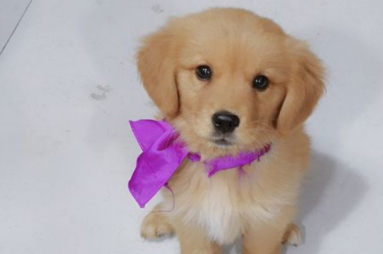 寻回犬什么意思
