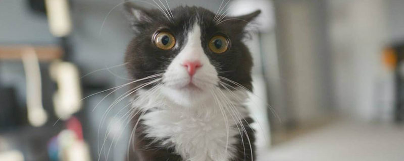 猫多久洗一次澡