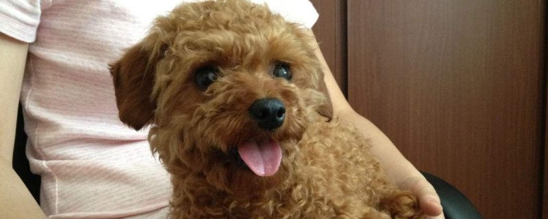 泰迪狗能吃板栗子吗
