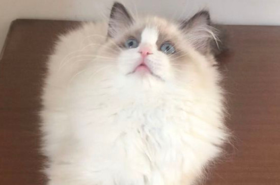 公猫发情表现