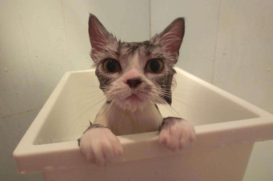 猫咪洗澡多久一次