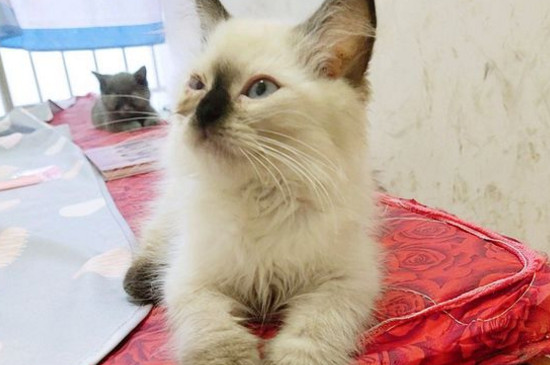 猫不吃饭精神不好怎么办