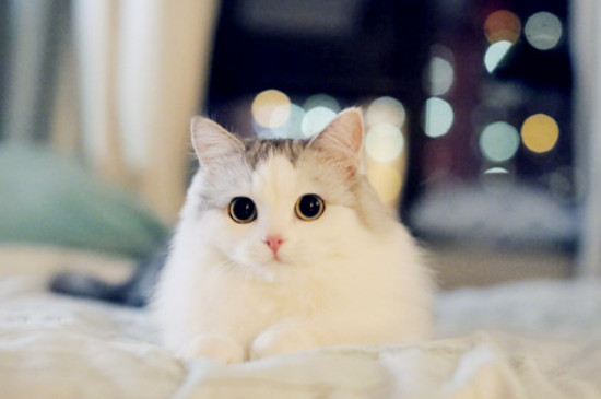 布偶猫有哪些品种
