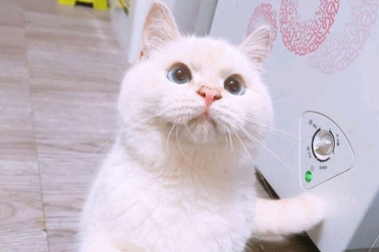 猫肺水肿初期