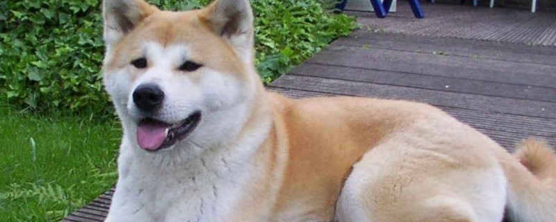 秋田犬适合家养吗
