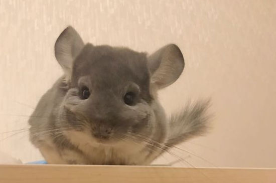 龙猫为什么那么贵