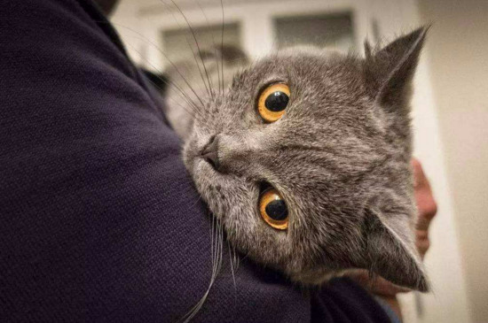 猫咪发情表现，母猫会撅屁股公猫爱乱滋尿