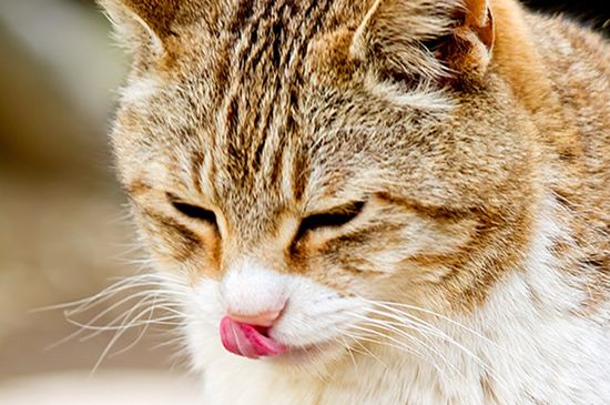 猫摇头原因是什么情况