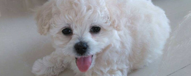 狗耳朵发炎什么症状