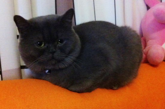 蓝猫性格优缺点