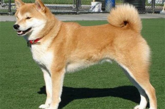 柴犬和秋田犬哪个好，综合比较柴犬更适合家养