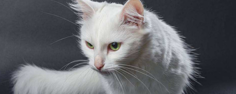 安哥拉猫与土猫区别