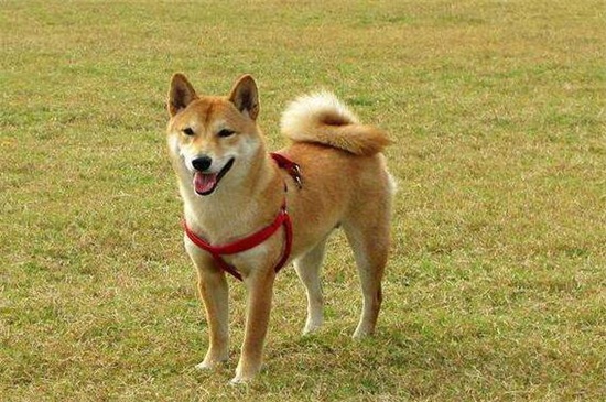 柴犬和秋田犬哪个好，综合比较柴犬更适合家养