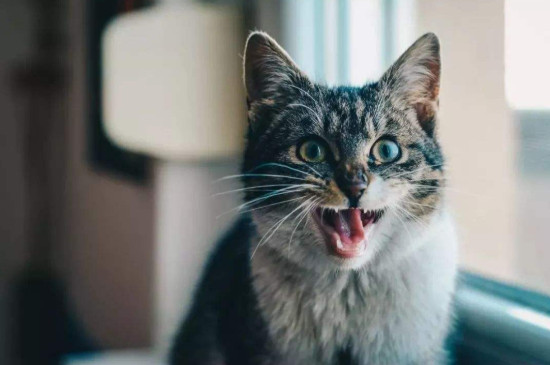 猫咪几个月发情，小猫多大会进入发情期