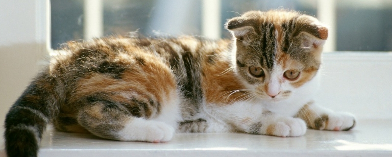 小猫能吃苹果吗
