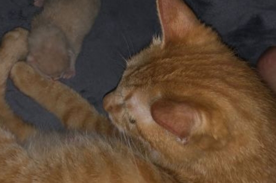 猫冠状病毒阳性要紧吗