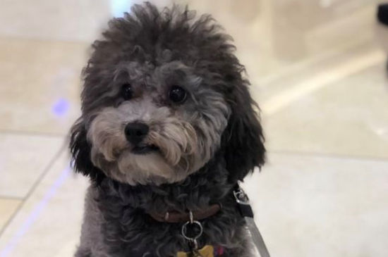 狗狗几岁算老年，狗狗多大算老年犬