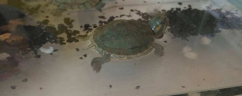 乌龟死了1天 能救活吗
