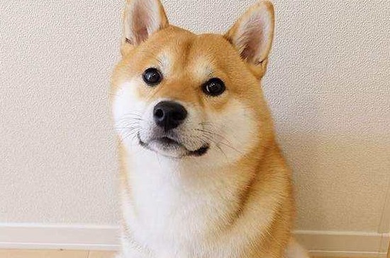 柴犬拆家吗