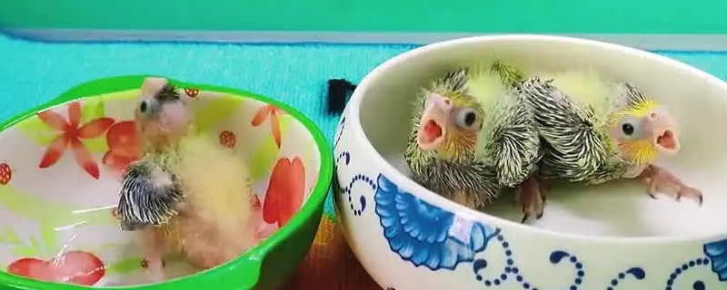 玄凤鹦鹉雏鸟厌奶期表现