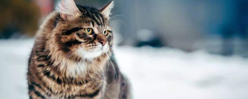 西伯利亚森林猫价钱图片，纯种西伯利亚猫多少钱一只