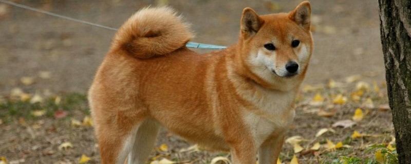 柴犬拆家吗