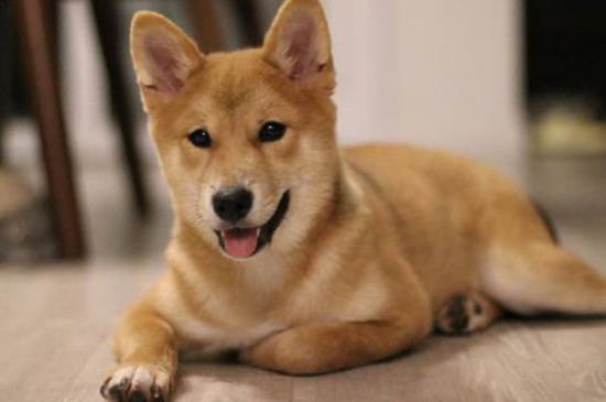 柴犬为什么不适合家养