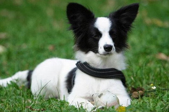 蝴蝶犬能长多大