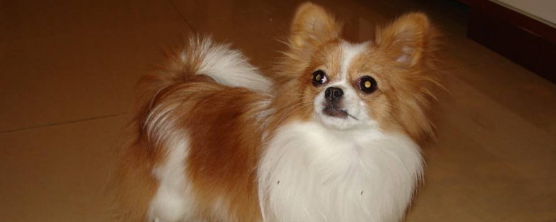 边牧与蝴蝶犬的区别