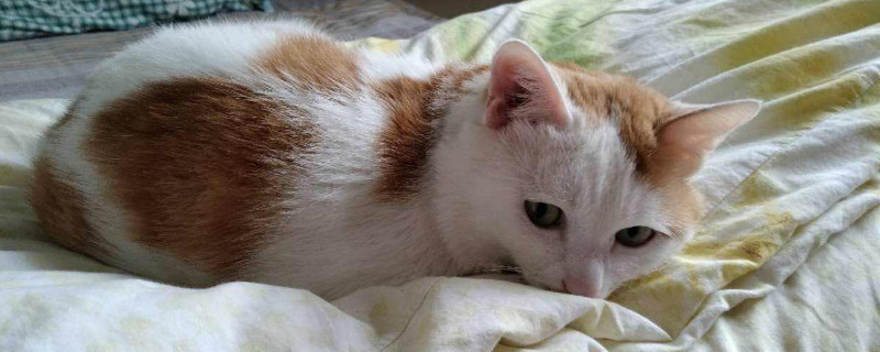 猫咪拉屎带血怎么回事