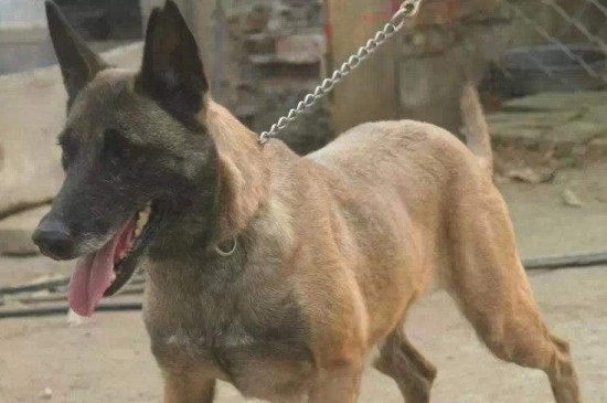马犬的价格，马犬幼犬售价在1200～4500元不等
