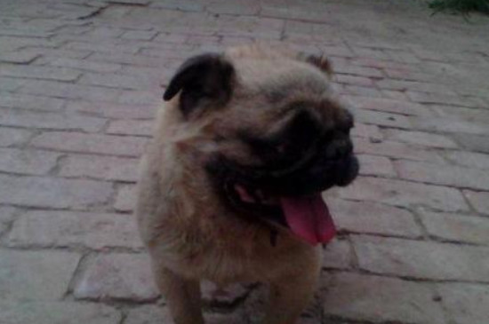 巴哥犬好不好养，巴哥不闹不粘人好打理比较好养