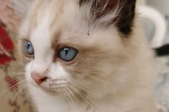 猫为什么会吐