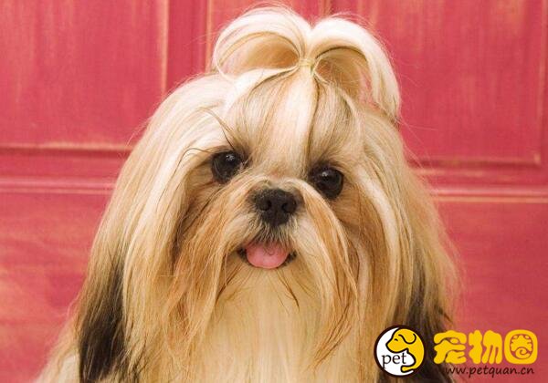 西施犬这种狗聪明吗，怎样给西施狗梳理剪毛