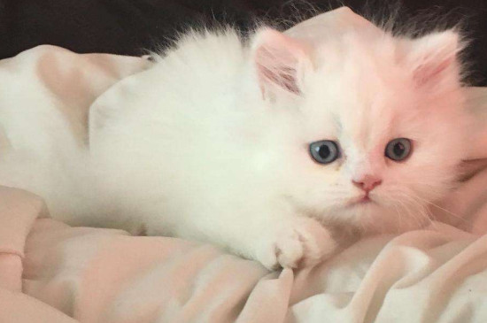 猫咪流眼泪是怎么回事