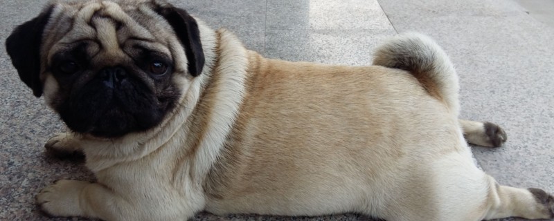 纯巴哥狗怎么分辨