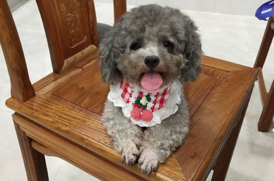 泰迪尾巴为什么要剪短