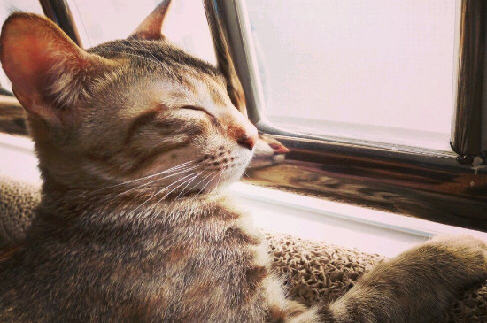 猫尿路感染初期症状