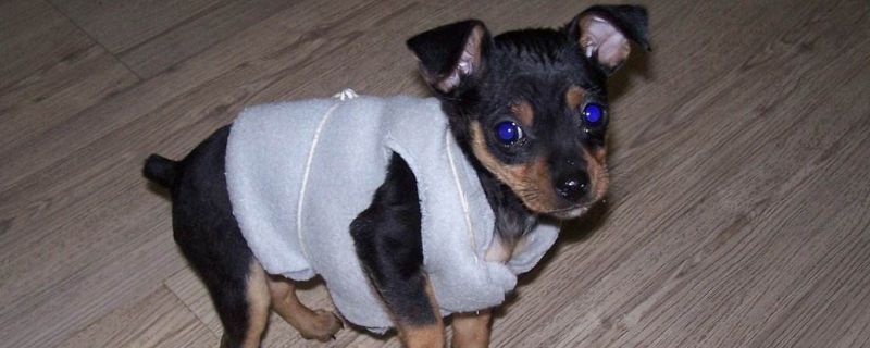 小鹿犬做绝育危险吗