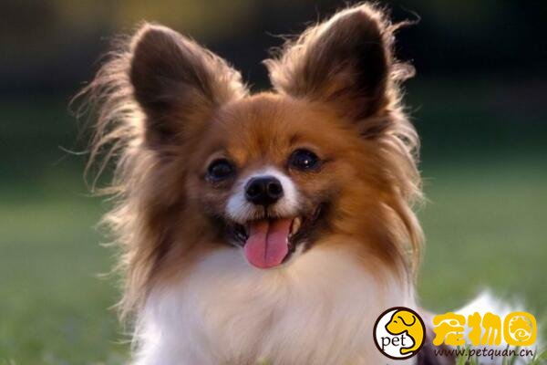 什么狗狗长不大，十种适合家养的中小型犬(泰迪最受欢迎)