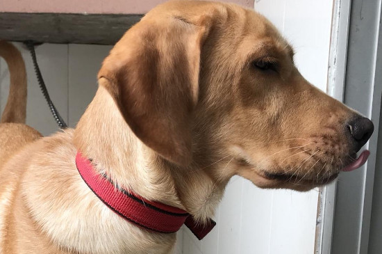 拉布拉多犬体重表