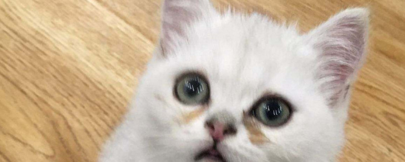 猫的应激反应有哪些