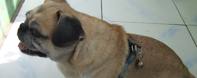 巴哥犬讨厌主人的表现