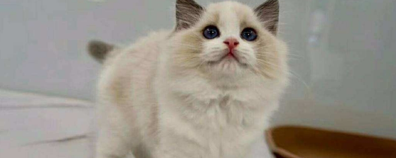猫咪不小心舔到巧克力