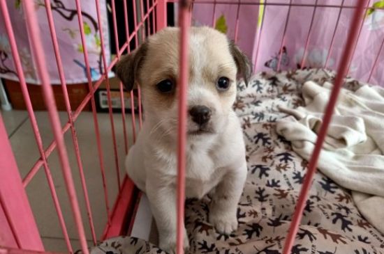 狗狗一激动就漏尿是怎么回事