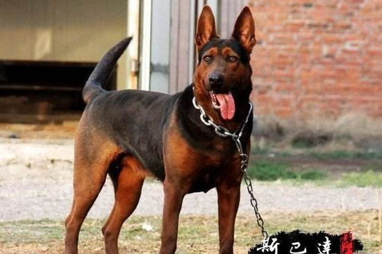 养莱州红犬要注意什么