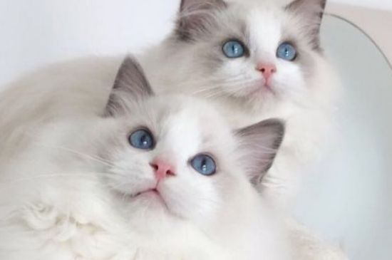 猫的体温多少是正常的