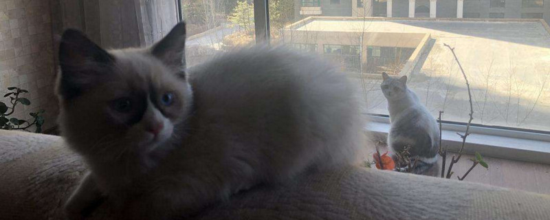 小布偶猫为什么这么丑
